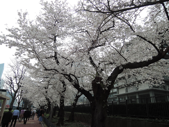 都内の桜